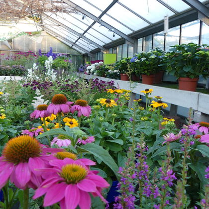 Gärtnerei - Pflanzen und mehr